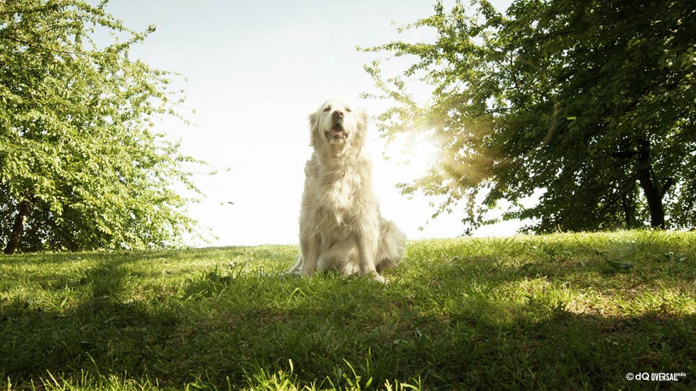 White dog sitting on grass in the park - 公園で草の上に座っている白い犬 SKU: li-0013