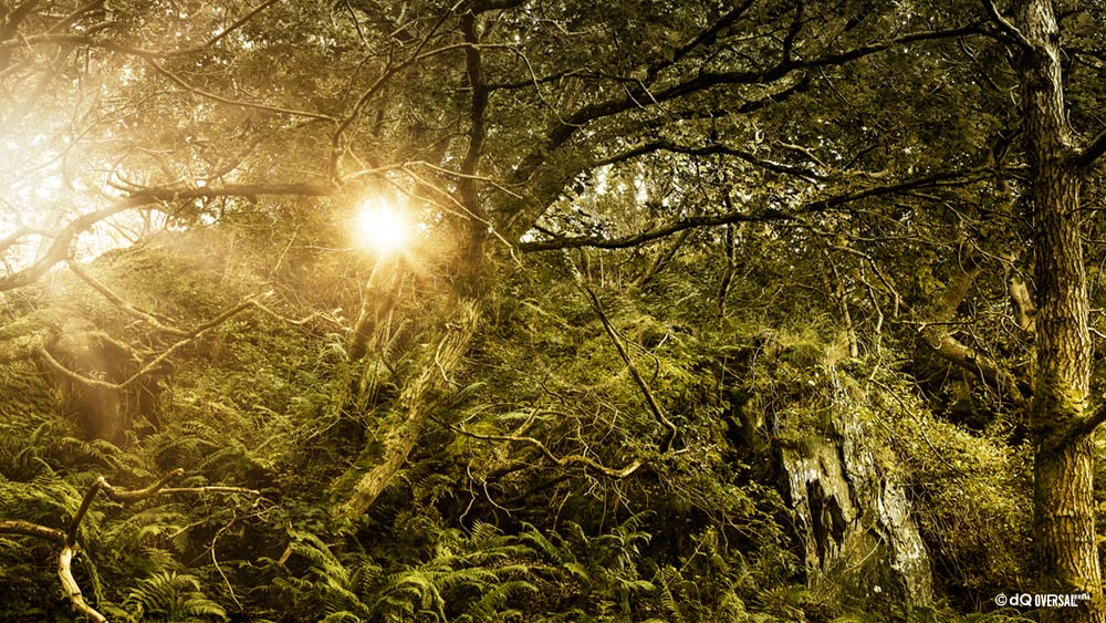 Golden sun peeking through the trees - 木々の間から覗く黄金の太陽 SKU: la-0086